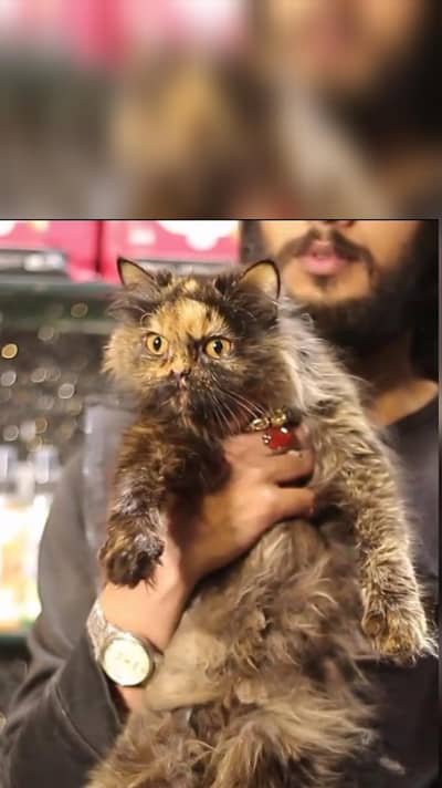 Persian cat | triple coat | Persian male cat for sale