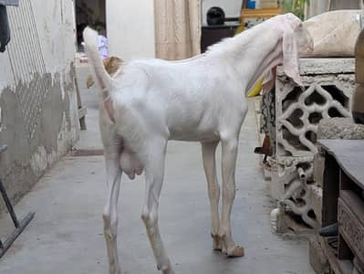 Qurbani k lea rajanpuri bakra full white