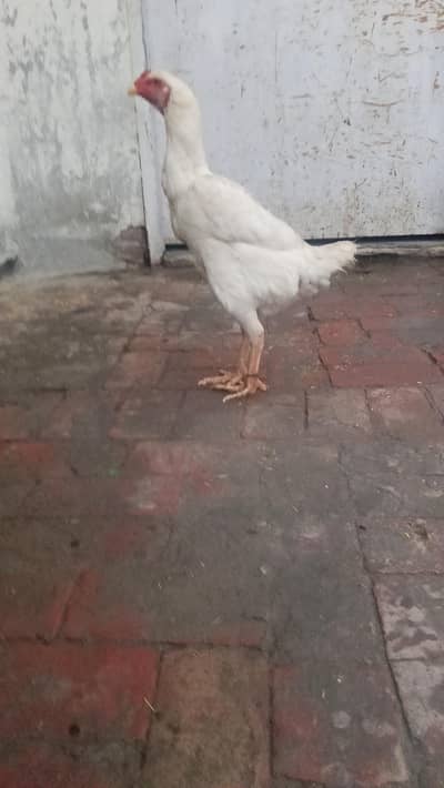 white shamo female