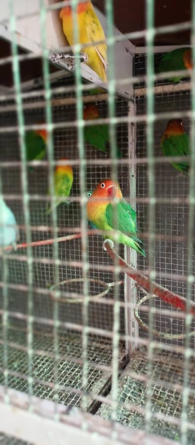 love birds mix
