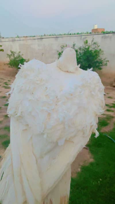 Frill Pigeon with brwon shoulder