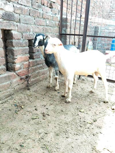 2 teddy male  for sale.