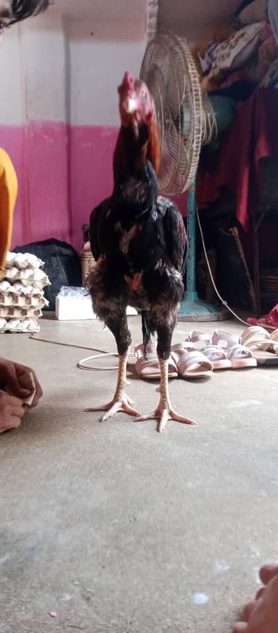 yah ashlil Sindhi murga hai jis bhai ko chahie whatsApp03422060426