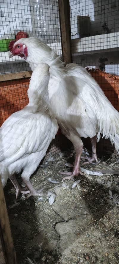 white Aseel Heera 1 Murga or 2 Murghi