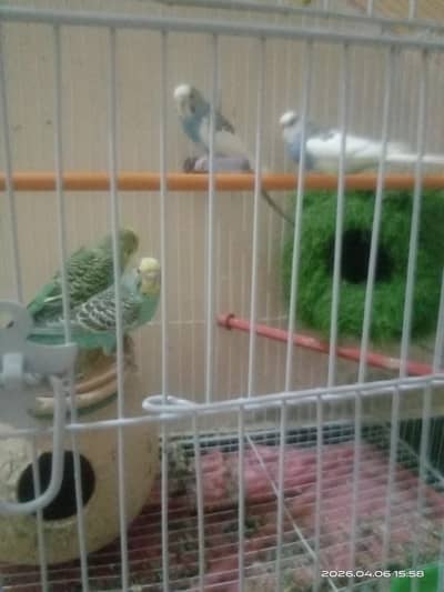 healthy Australian budgies pairs available for sale