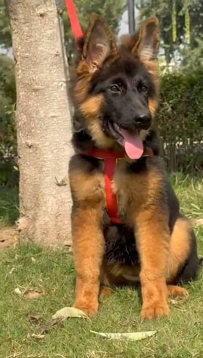 German Shepherd puppies and active vip pure breed Whatsapp 03410623551