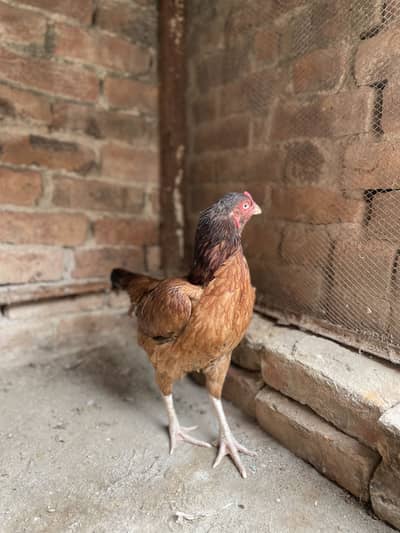 Mianwali madi egg Kay Lia ready