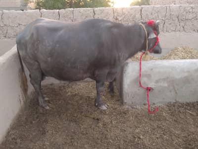 Pregnant Bhains for Sale – Healthy & Strong