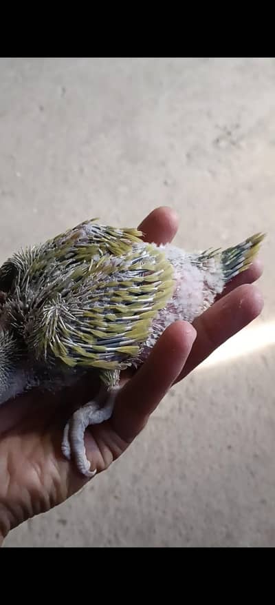 green lace wing, and green check