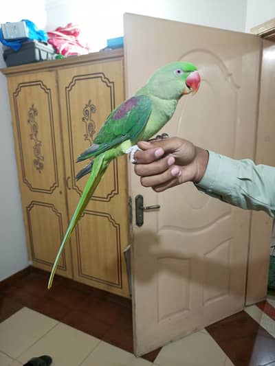 raw hand tame and talking female and  available