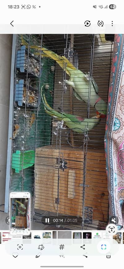 Pahari Breeder Pair for Sale