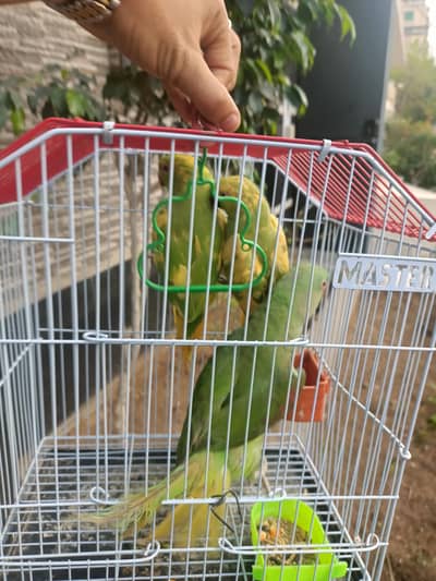 3 no ek sath deny hein phari ki taiyar mada hai bolti bhi hai