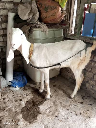 pure Rajanpuri Bakri 4.5 mah ki Ghabban hai