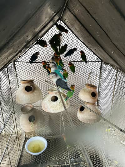 Fisher , gray fisher and blue fisher colony for sale