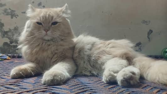 Persian Male Heavy Long Coat