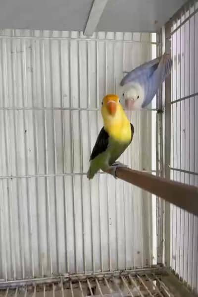 Love bird breeder pairs