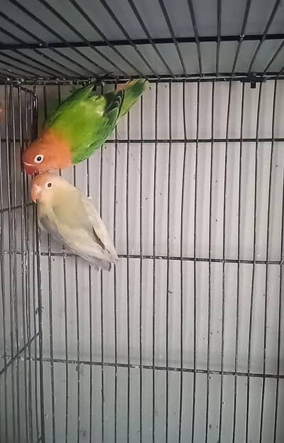 Love bird breeder pairs