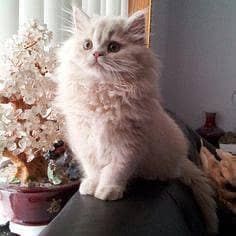 male and female persian kittens