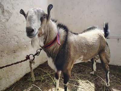 Qurban ka lay bakra 4 dat demand 90000