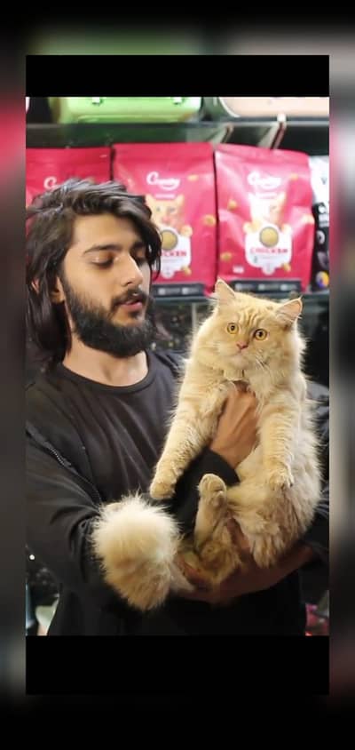 Persion Male Cat - tripple cote - persion cat - cat for sale