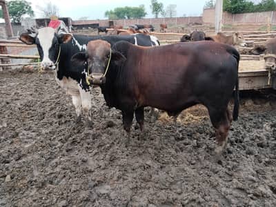 Bachra | Cholistani | Sahiwal wacha | bulls for Qurbani 2026 |Desi ba