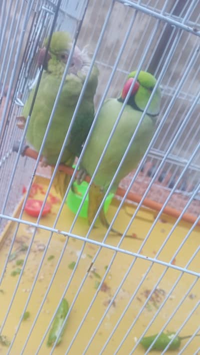 Ring neck parrot pair for sell