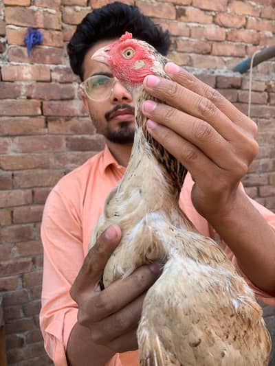 Adnan Aseel 03076748257