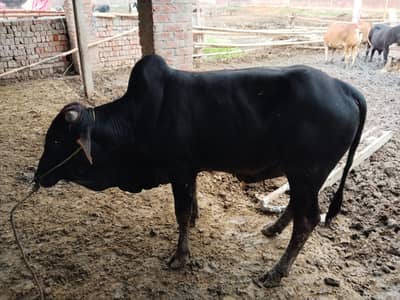 Qurbani 2026 | Bachra |  Wacha | bull | Bachry | Desi bachrae |read ad