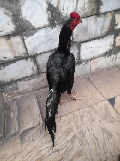 Black lasani for sale