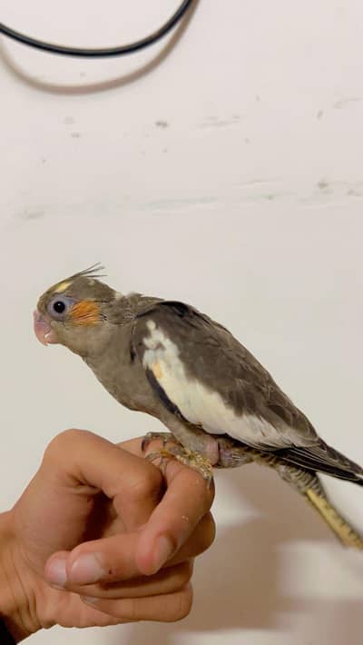 Quality Handtamed Cocktails For Sale Near To Self