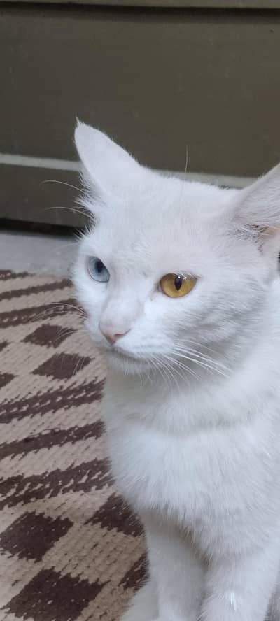 “Persian Mix Cat for Sale – Healthy & Active”