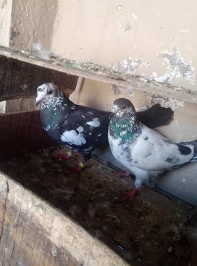 1 pair 500 ka urgent for sale