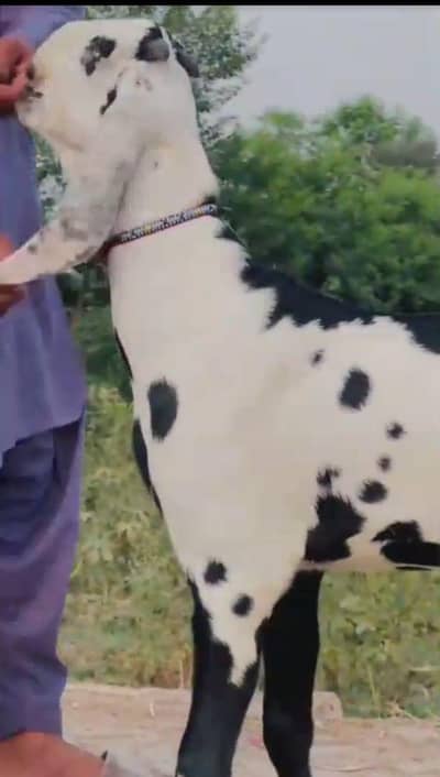 qurbani lagne wala 2 dant m hy whtsp 0322,,5280,,,183