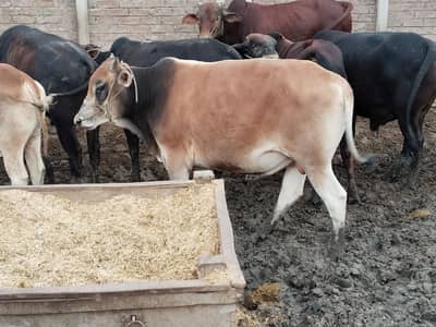 Bull / Bachra / Wacha / Desi bachre / Qurbani ka janwar / Qurbani 2026