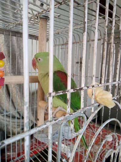 HEALTHY KASHMIRI Talkative RAW Parrot