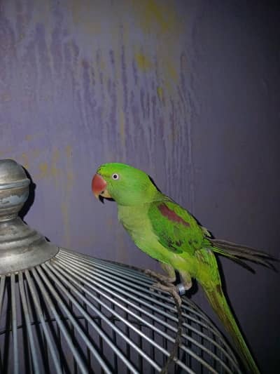 female parrot/3 year/bolti hai haath pr baith te hai