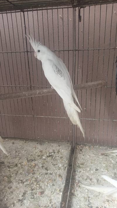 Vpaid butterfly spOtted