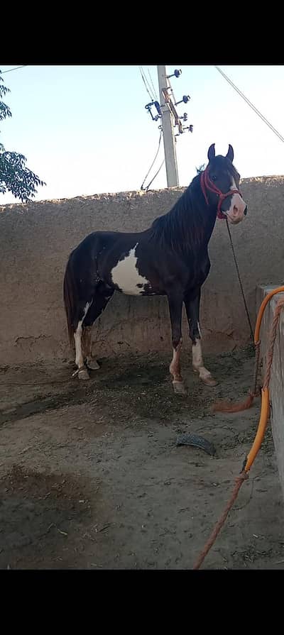 muska horse  five calayan location lodhran