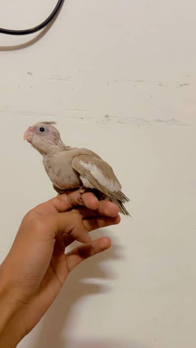 Handtamed Cocktail Near To Self For Sale