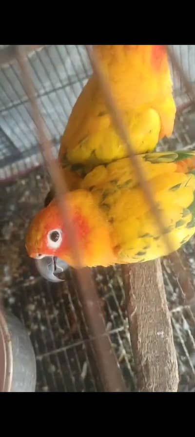 sun conure pair looking for new home