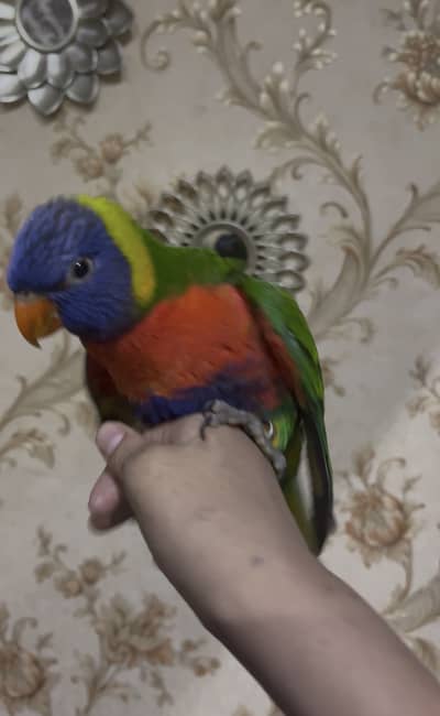Swinson Lori parrot Hand tamed flying tame