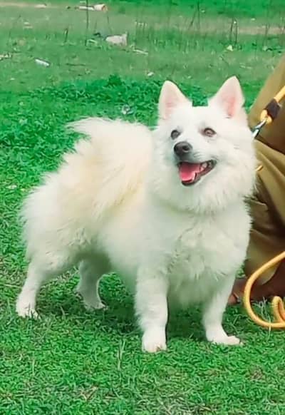 Russian Shepherd pair |  Shepherd puppies for sale