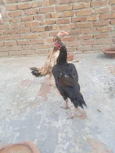 sel morgi 10 by 10 candison