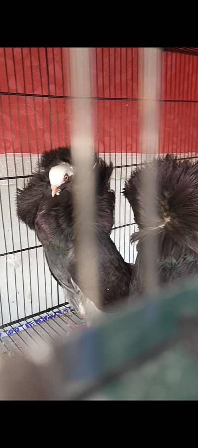 naqab posh black breeder pair jacobin