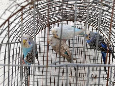 Australian breeder pairs for sale