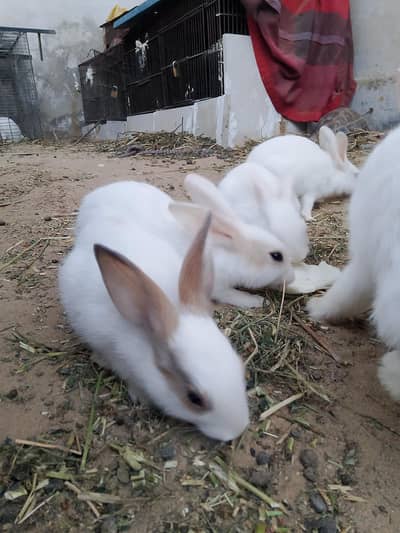 Baby Rabbits