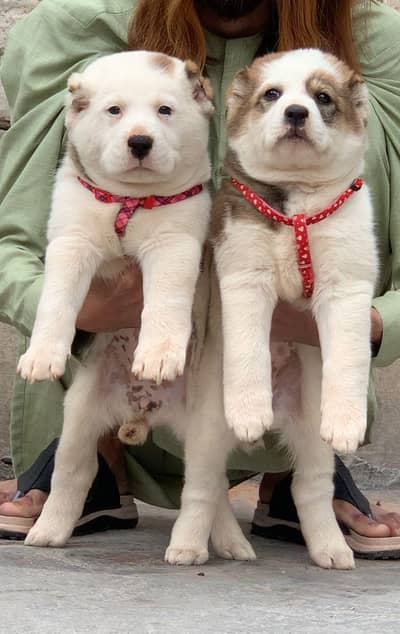 Afghan Shepherd  | breeder female |  double coated |