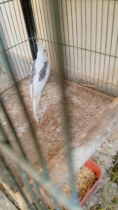 v pied  single male. .