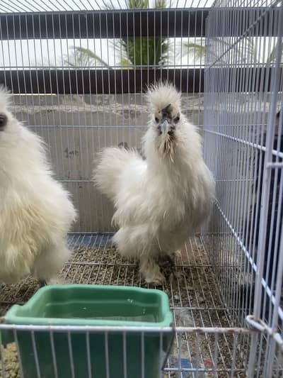 White and Black Silkie pair.