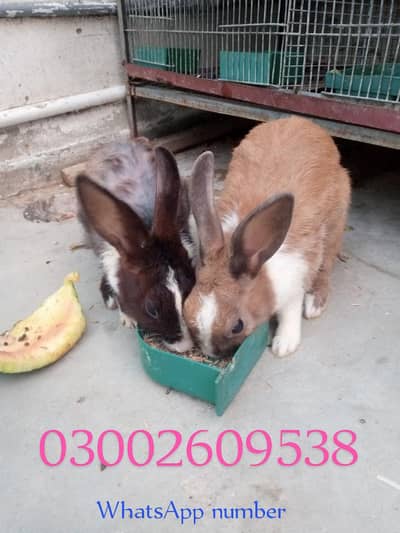 2 pair rabbit